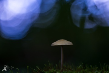 RHO_0081_Pilze_Flechten_5949