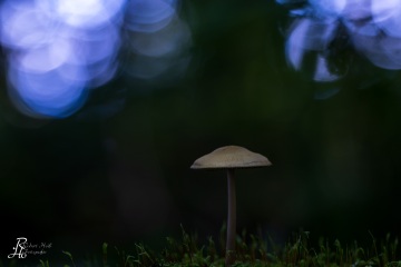 RHO_0082_Pilze_Flechten_5955