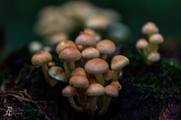 RHO_0083_Pilze_Flechten_5986