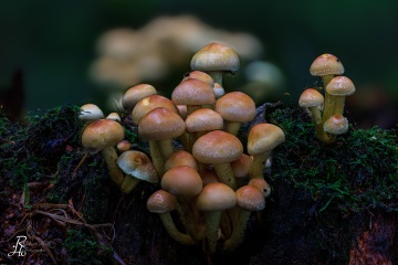 RHO_0084_Pilze_Flechten_