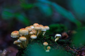 RHO_0085_Pilze_Flechten_6074