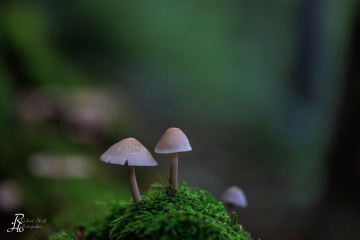 RHO_0086_Pilze_Flechten_6277