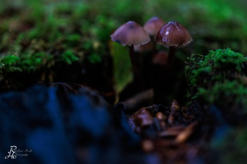 RHO_0087_Pilze_Flechten_6303