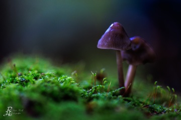 RHO_0088_Pilze_Flechten_6363
