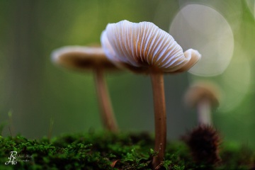 RHO_0089_Pilze_Flechten_6388