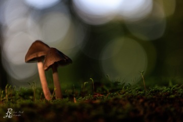 RHO_0090_Pilze_Flechten_6446