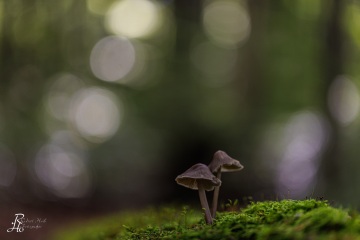 RHO_0092_Pilze_Flechten_6482