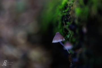 RHO_0093_Pilze_Flechten_6536