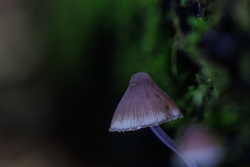 RHO_0094_Pilze_Flechten_6537