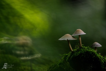 RHO_0095_Pilze_Flechten_6629