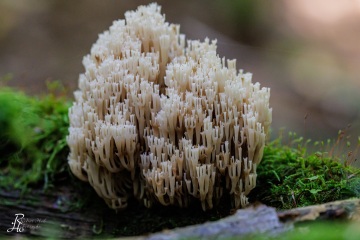 RHO_0097_Pilze_Flechten_6708