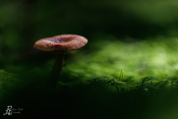 RHO_0098_Pilze_Flechten_7195