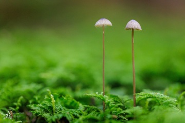 RHO_0099_Pilze_Flechten_7225