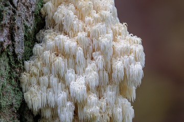 RHO_0100_Pilze_Flechten_