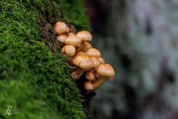 RHO_0101_Pilze_Flechten_8844