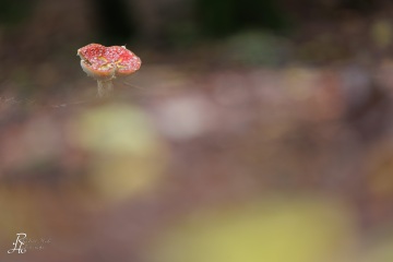 RHO_0102_Pilze_Flechten_8848