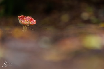 RHO_0103_Pilze_Flechten_8852