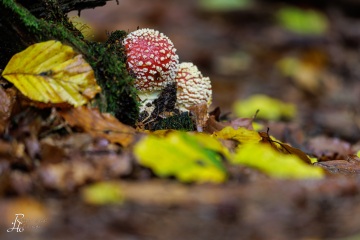 RHO_0104_Pilze_Flechten_8868