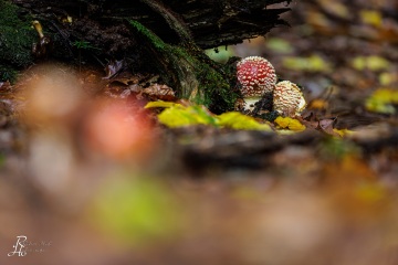 RHO_0105_Pilze_Flechten_8888