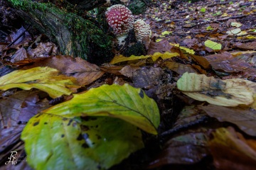 RHO_0106_Pilze_Flechten_8896