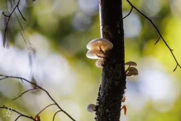 RHO_0107_Pilze_Flechten_8898