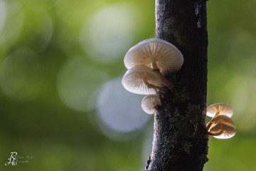 RHO_0108_Pilze_Flechten_8900