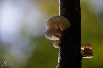 RHO_0109_Pilze_Flechten_