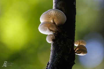 RHO_0110_Pilze_Flechten_