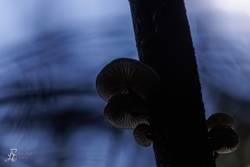 RHO_0111_Pilze_Flechten_8920