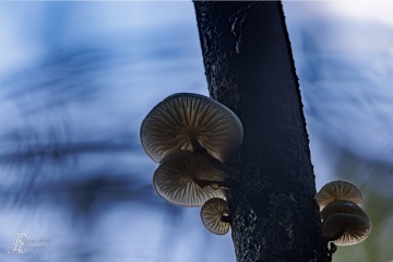 RHO_0112_Pilze_Flechten_