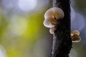 RHO_0114_Pilze_Flechten_8947