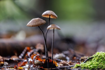 RHO_0115_Pilze_Flechten_8984