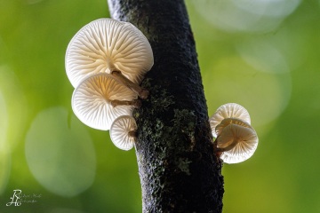 RHO_0116_Pilze_Flechten_8990