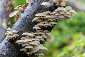 RHO_0117_Pilze_Flechten_9034