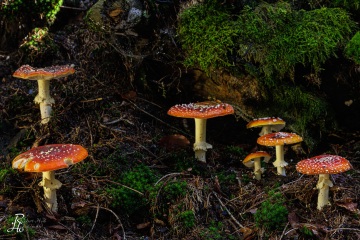 RHO_0118_Pilze_Flechten_9086