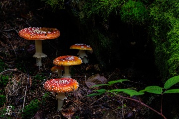 RHO_0119_Pilze_Flechten_9089