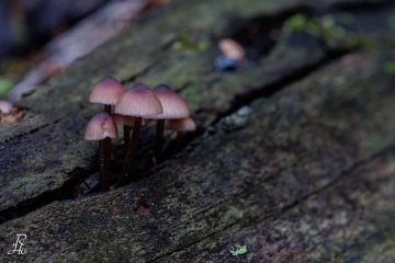 RHO_0120_Pilze_Flechten_9121