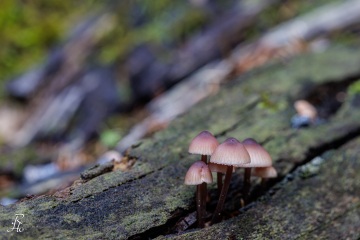 RHO_0121_Pilze_Flechten_9122