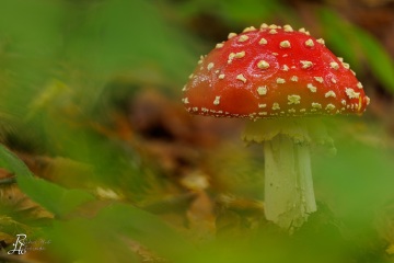 RHO_0122_Pilze_Flechten_9154