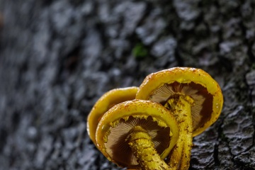 RHO_0123_Pilze_Flechten_9201