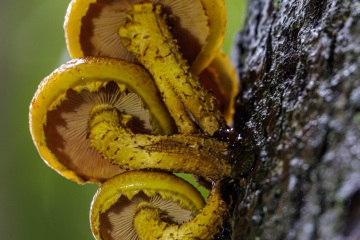 RHO_0124_Pilze_Flechten_9214