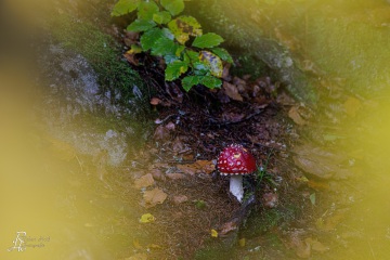 RHO_0125_Pilze_Flechten_9230
