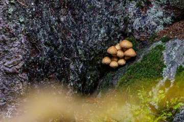 RHO_0126_Pilze_Flechten_9248