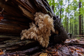 RHO_0127_Pilze_Flechten_9497
