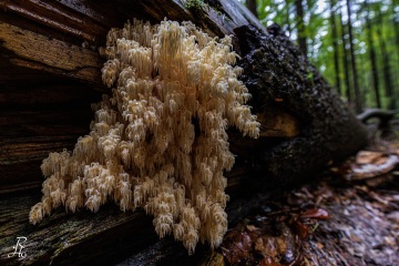 RHO_0128_Pilze_Flechten_9516