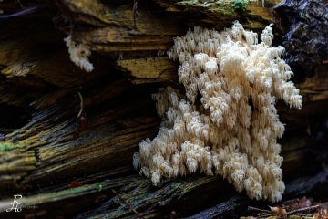 RHO_0129_Pilze_Flechten_9533