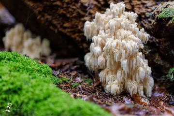 RHO_0130_Pilze_Flechten_9598