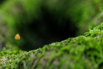 RHO_0131_Pilze_Flechten_9626