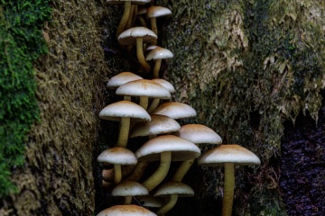 RHO_0132_Pilze_Flechten_9765