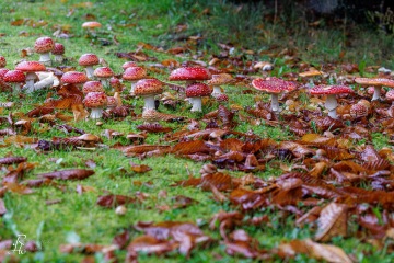 RHO_0133_Pilze_Flechten_9849